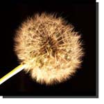 Dandelion photo